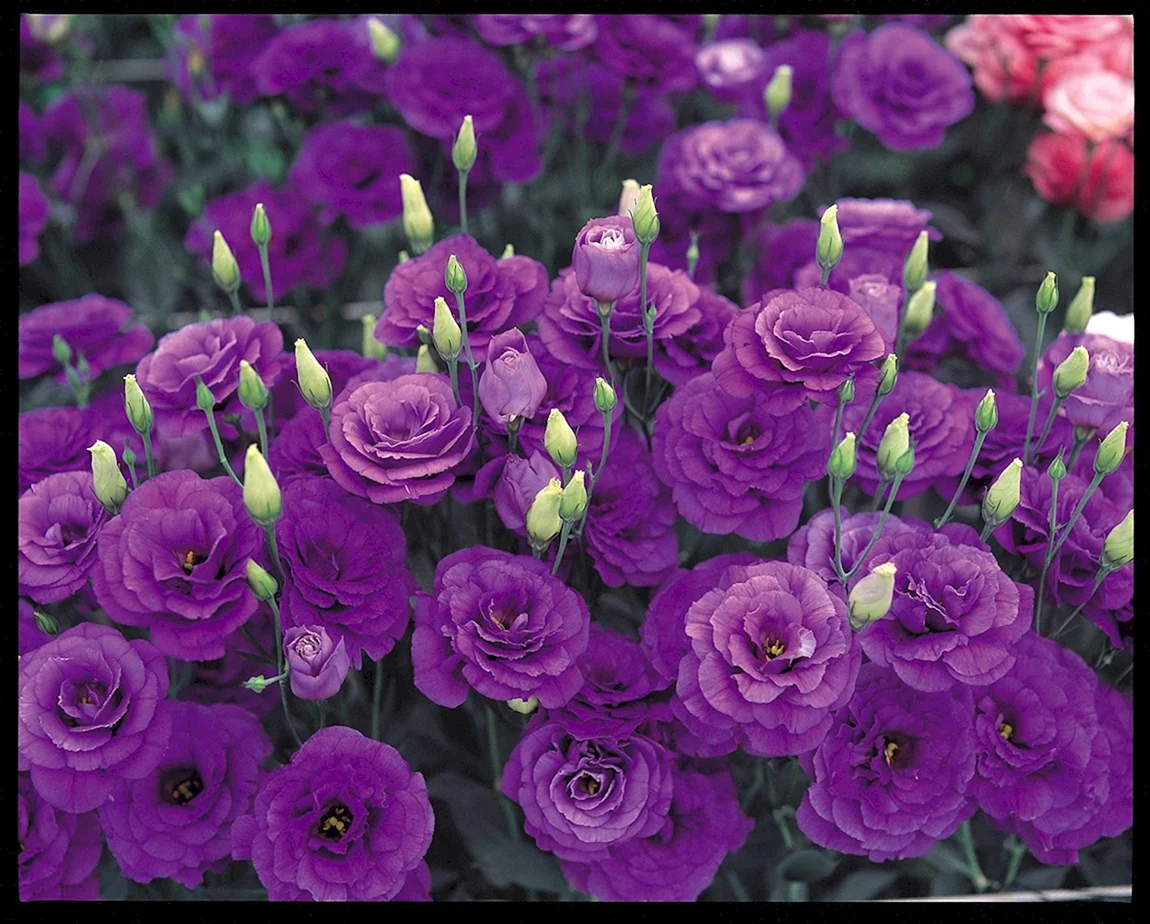 Эустома Адвантаж Purple