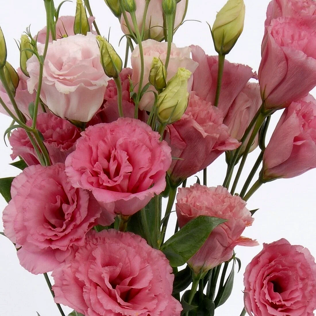 Эустома Lisianthus