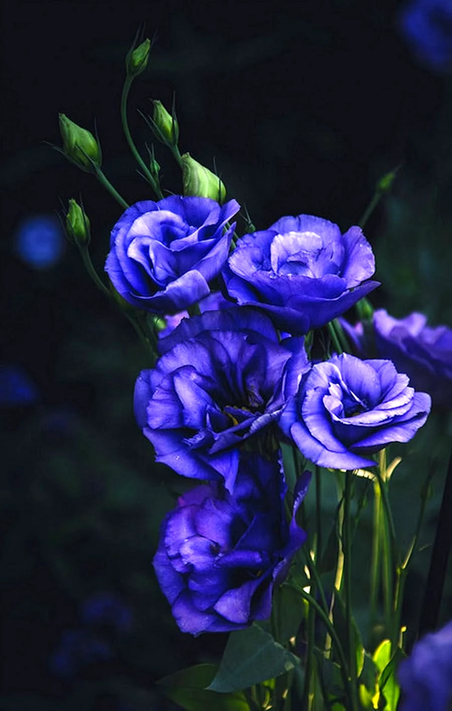 Эустома Lisianthus