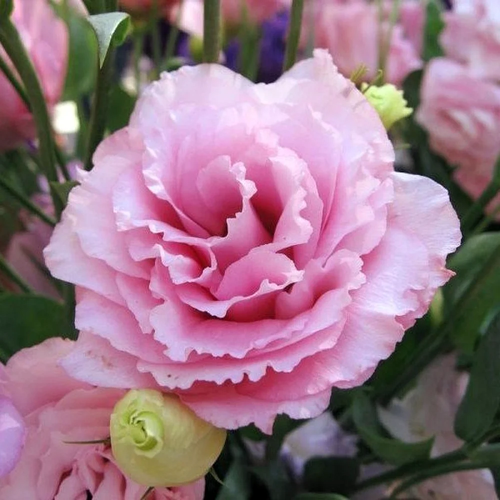 Эустома Lisianthus
