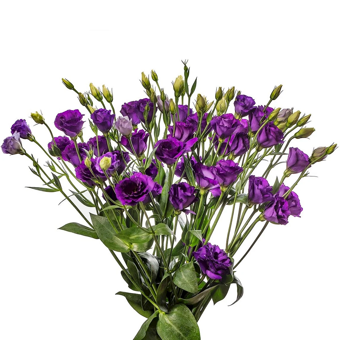 Эустома Lisianthus