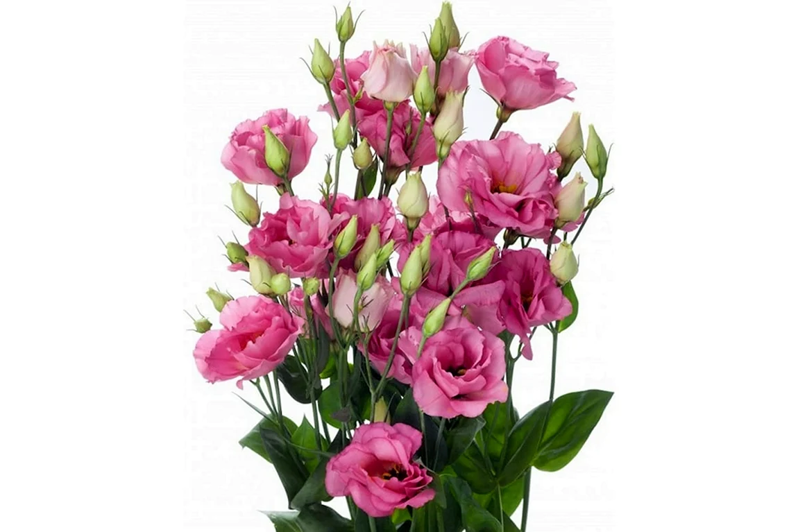 Эустома Lisianthus