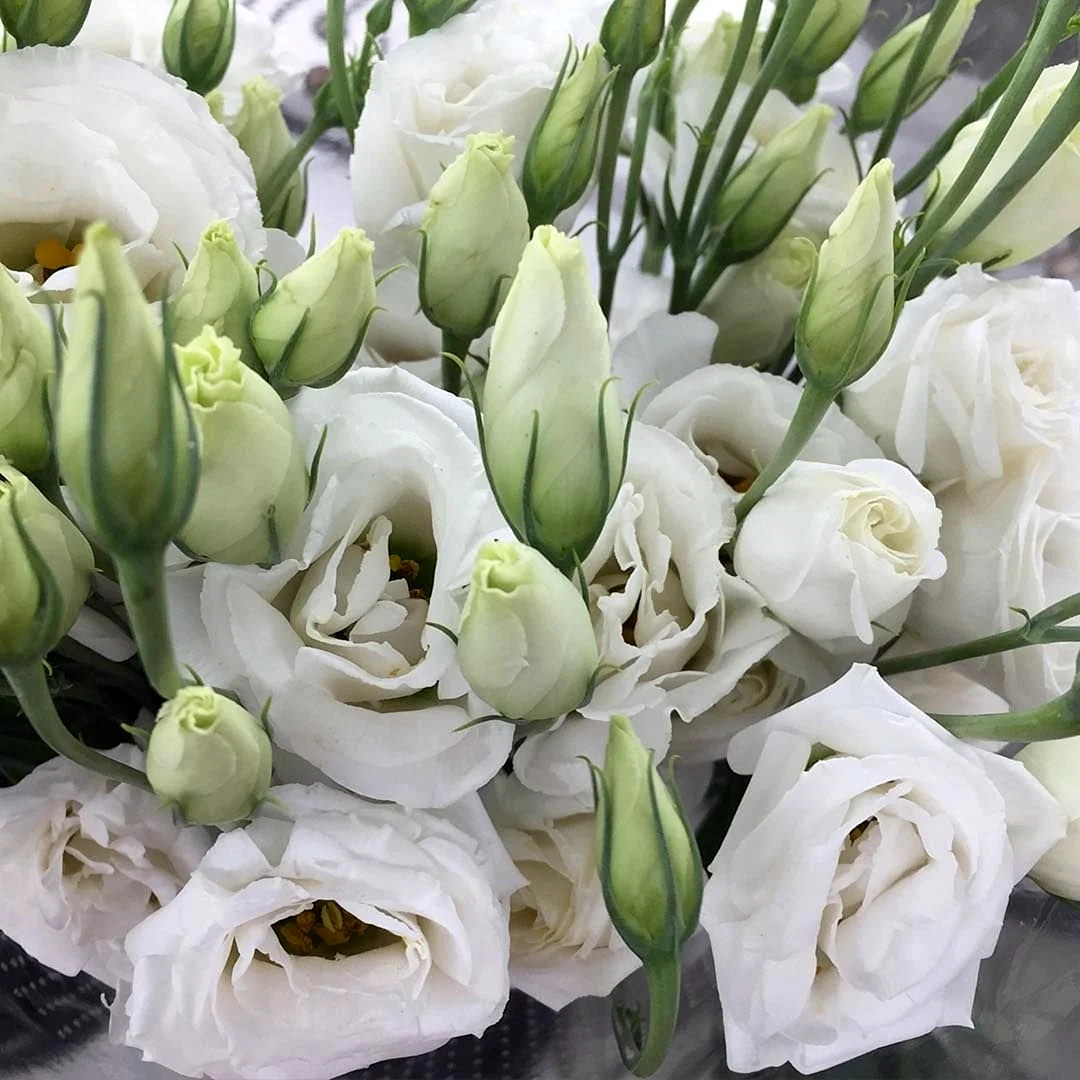 Эустома Lisianthus