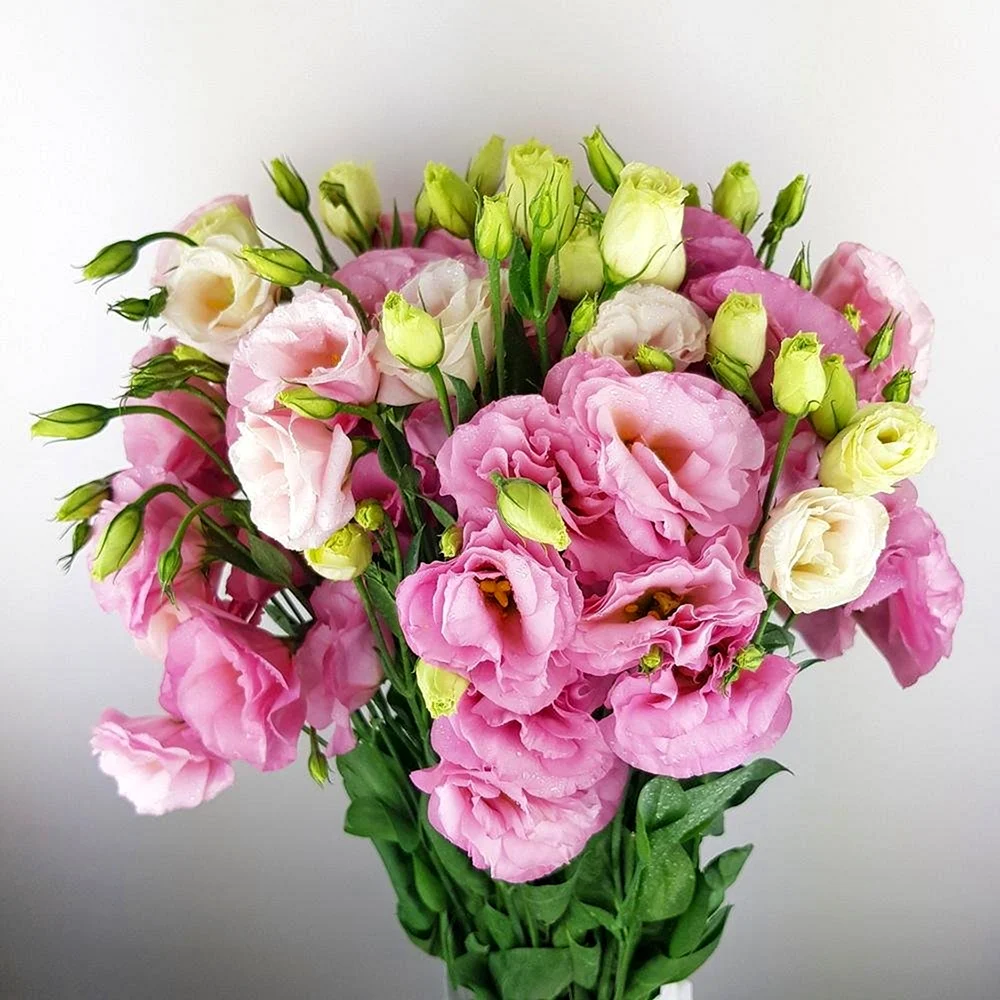 Эустома Lisianthus