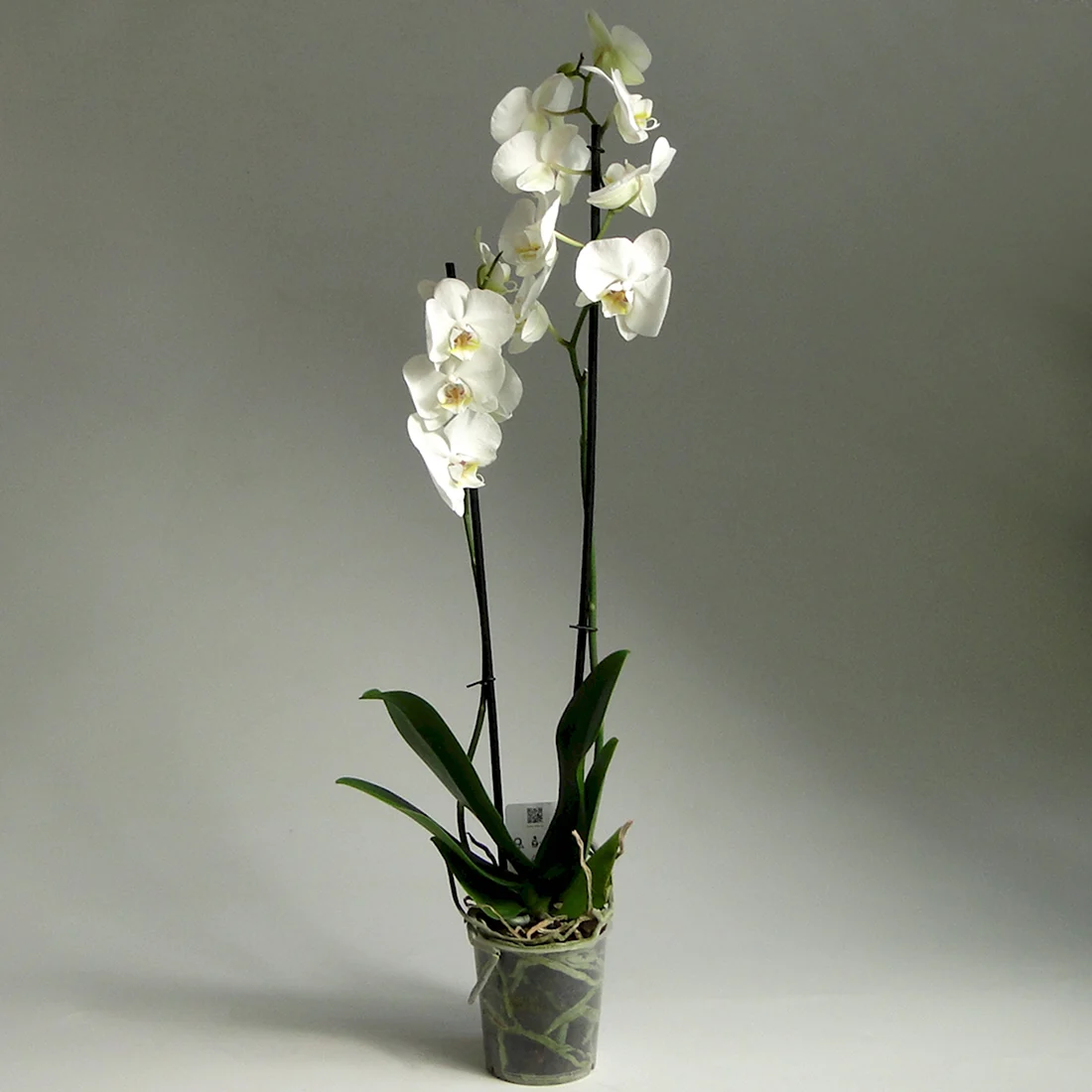 Фаленопсис Alabaster