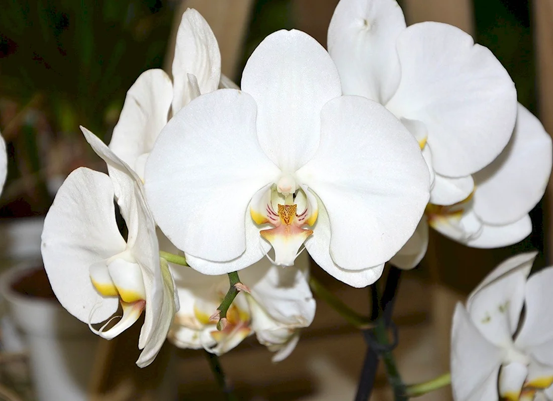 Фаленопсис Alabaster