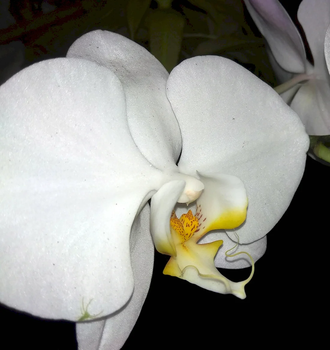 Фаленопсис amabilis Blume