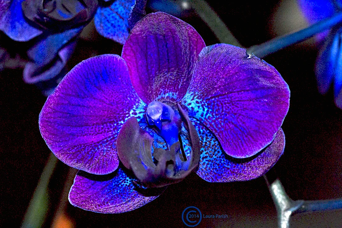 Фаленопсис Dark Purple