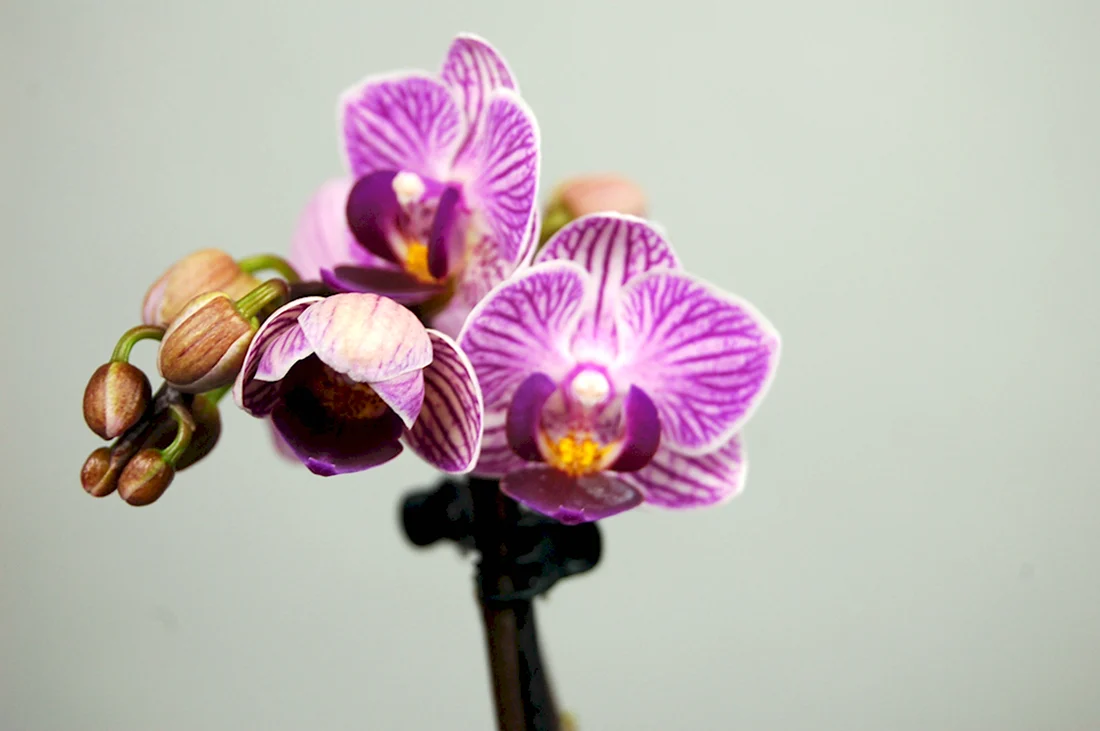 Фаленопсис Doritaenopsis