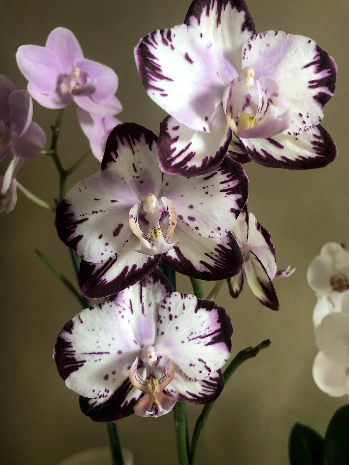 Фаленопсис Флорес