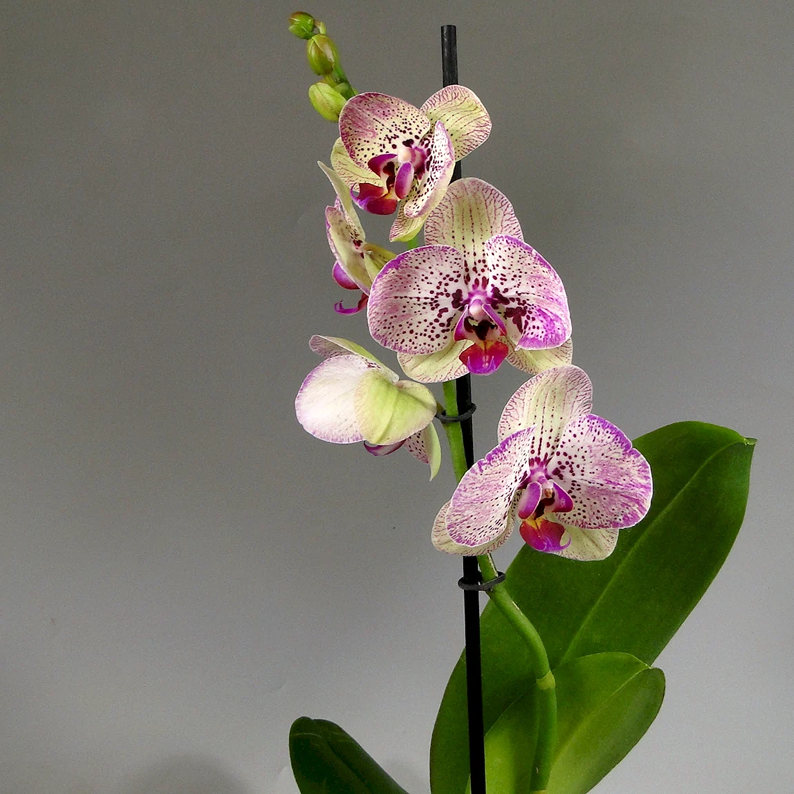 Фаленопсис Клеопатра Phalaenopsis Kleopatra