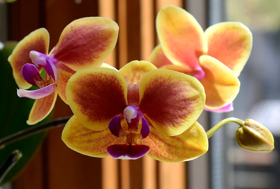 Фаленопсис Phal