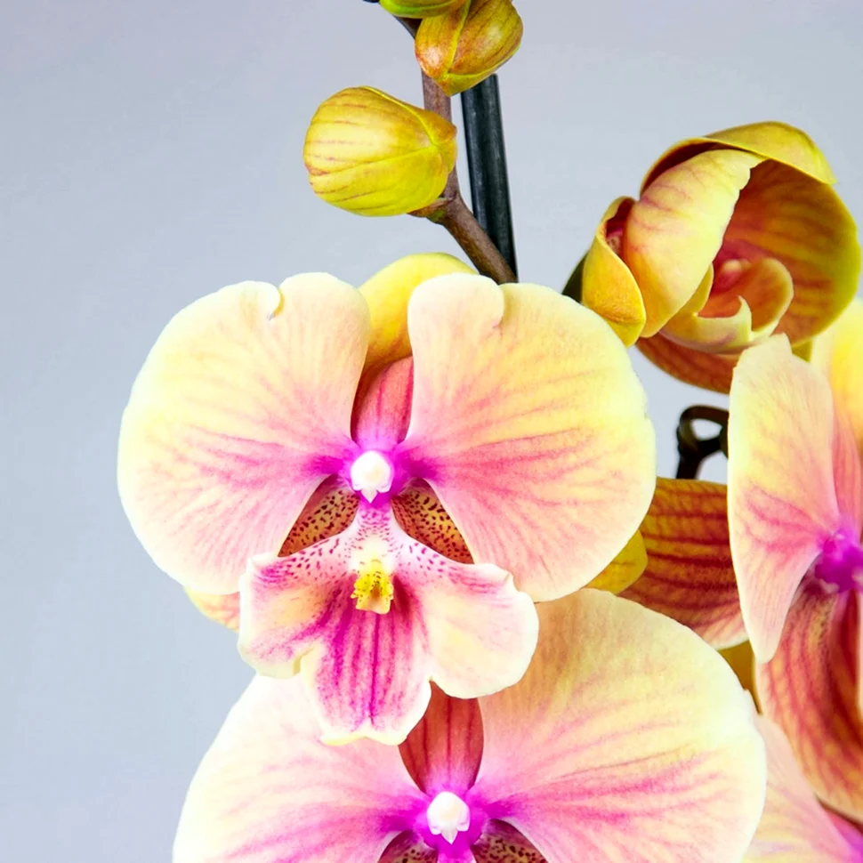 Фаленопсис Phalaenopsis – Орхидея
