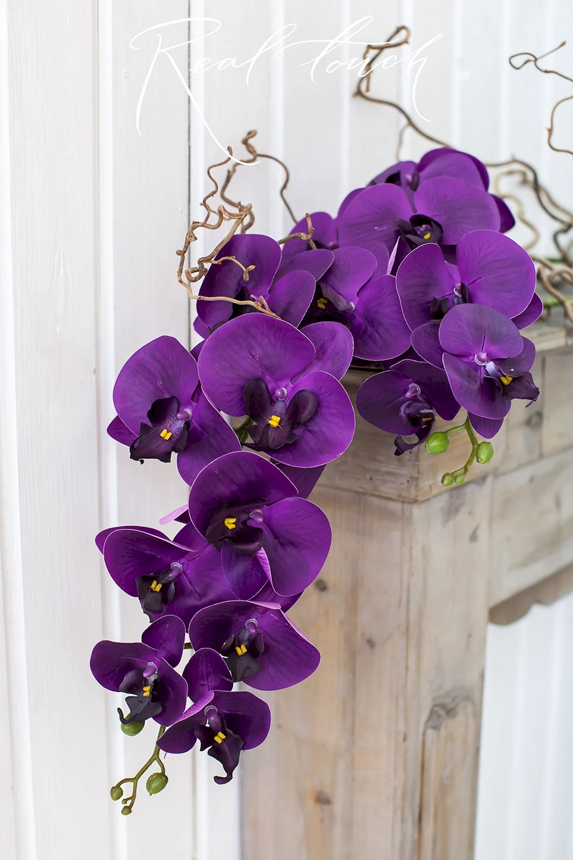 Фаленопсис Purple Princess