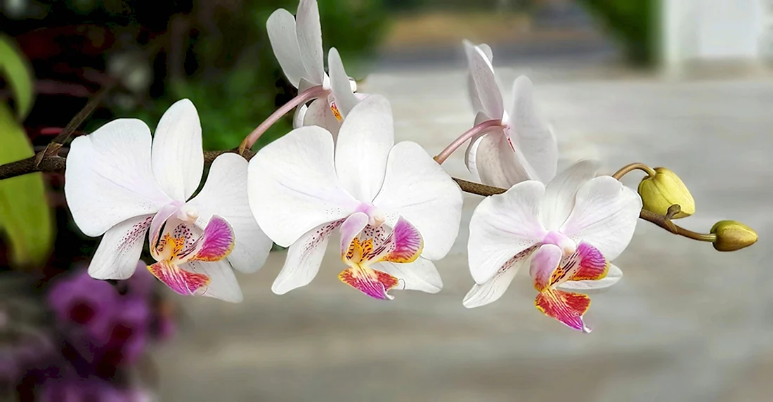 Фаленопсис Tropical Flora