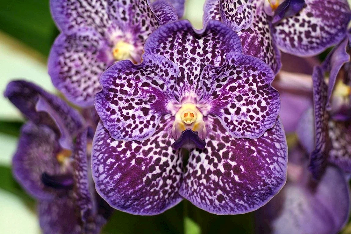 Фаленопсис Violet