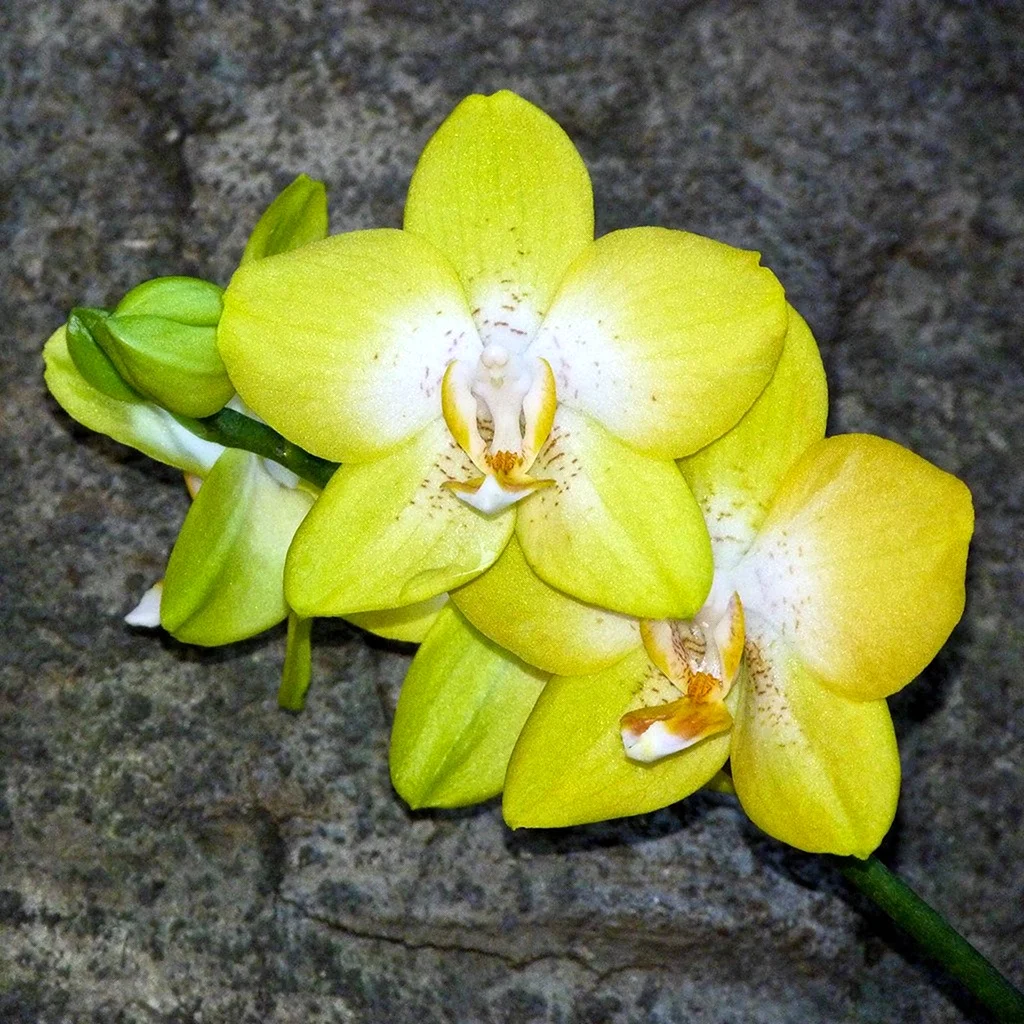 Фаленопсис Yellow Buttercup