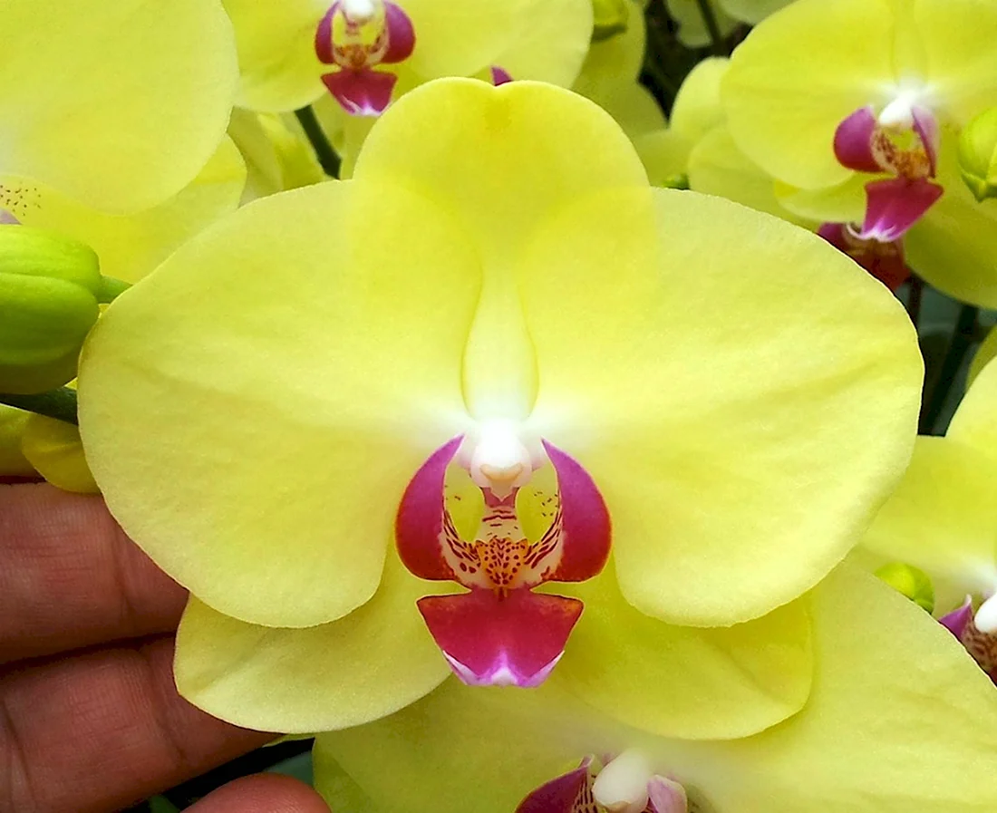 Фаленопсис Yellow spotty