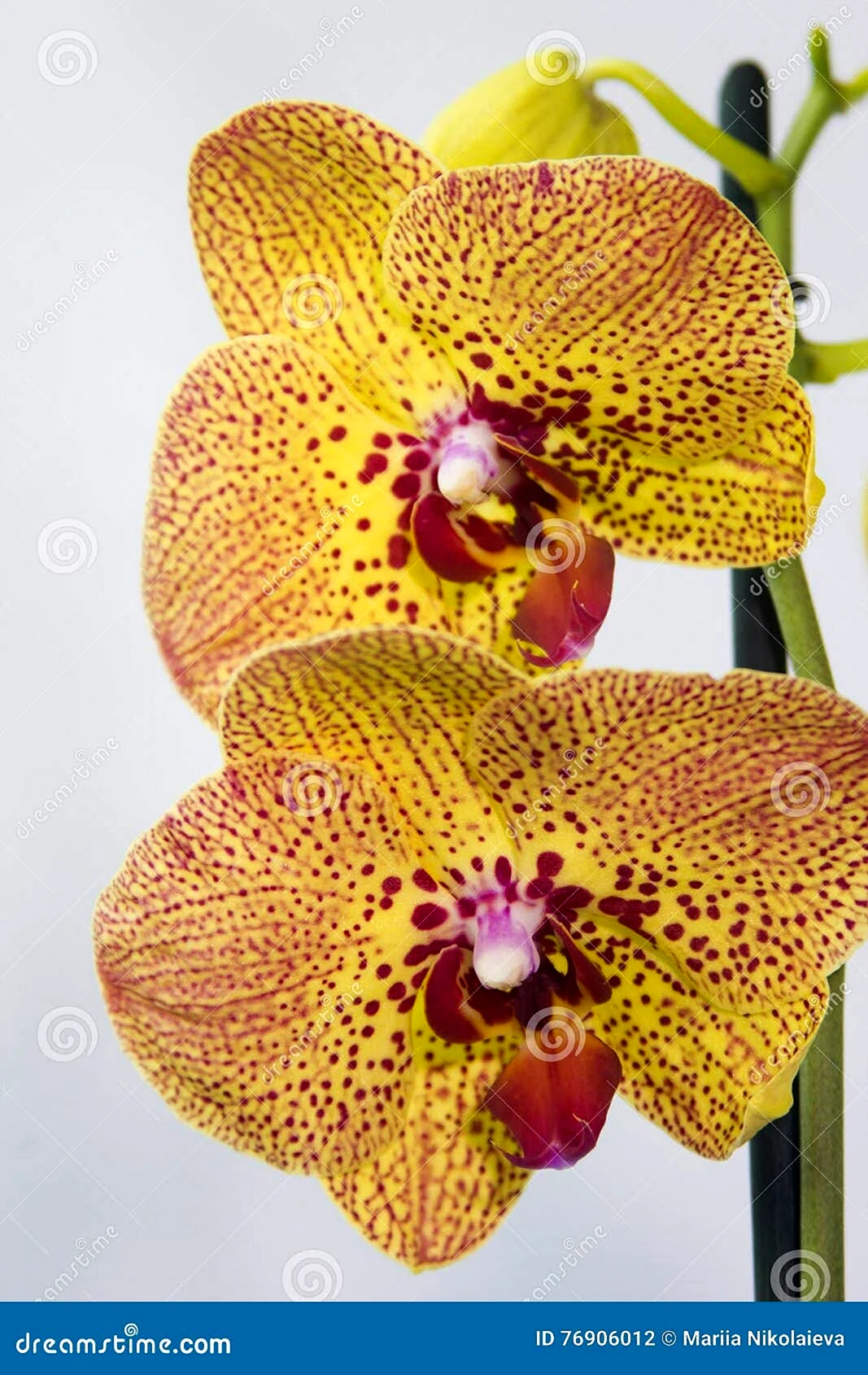 Фаленопсис Yellow spotty