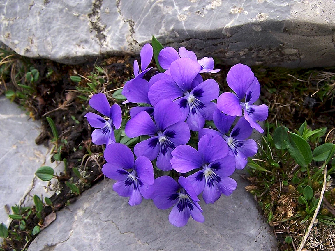 Фиалка Алтайская фиолетовая Viola altaica
