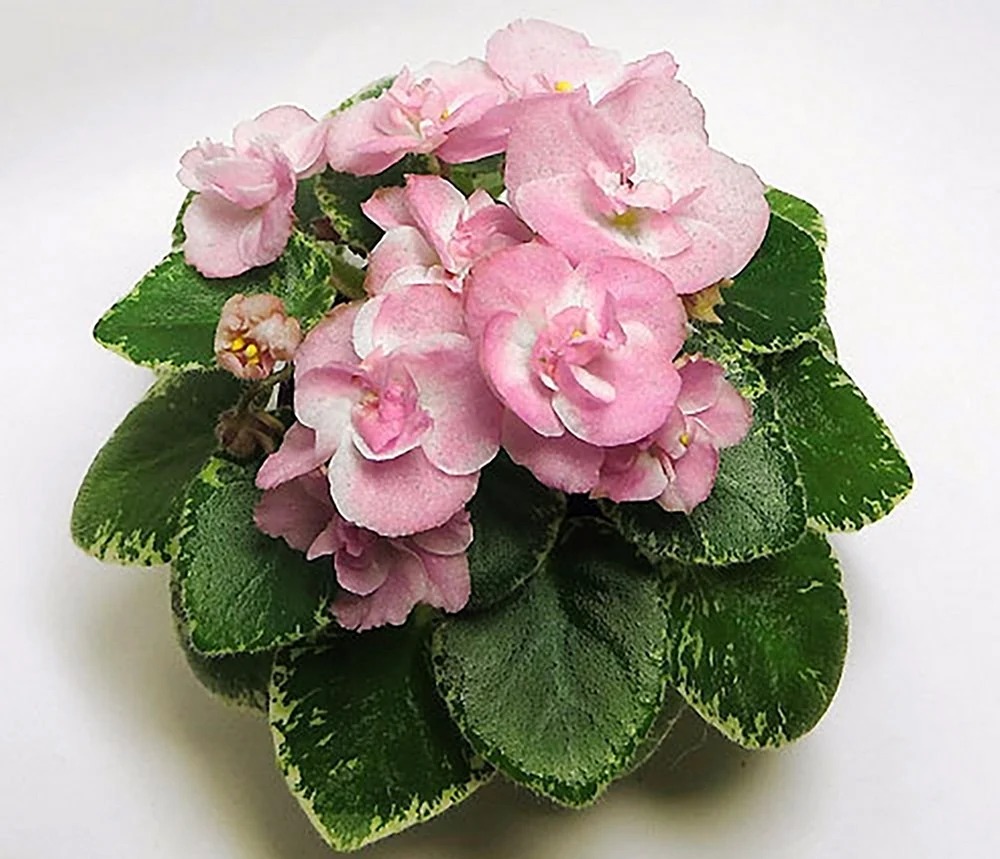 Фиалка Аврора