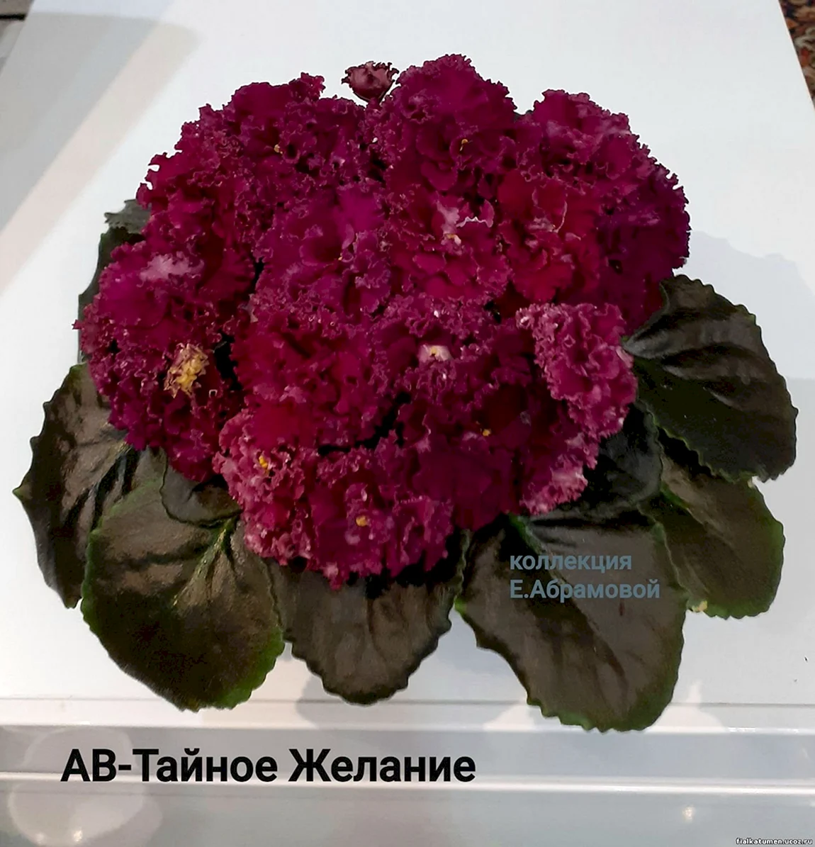 Фиалка Богема