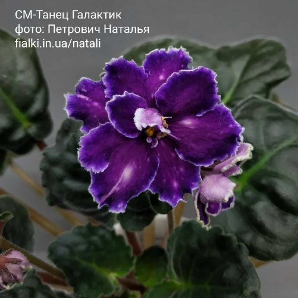 Фиалка галактик дансинг