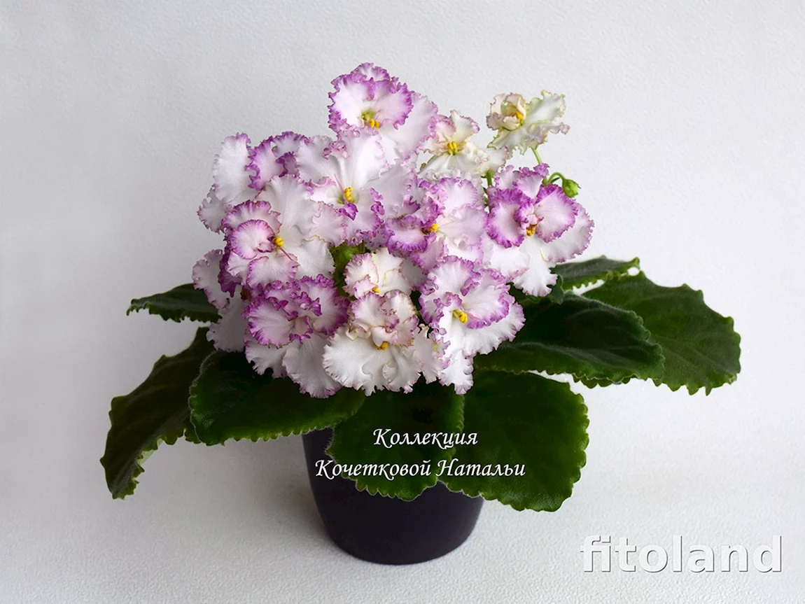 Фиалка Коко Шанель