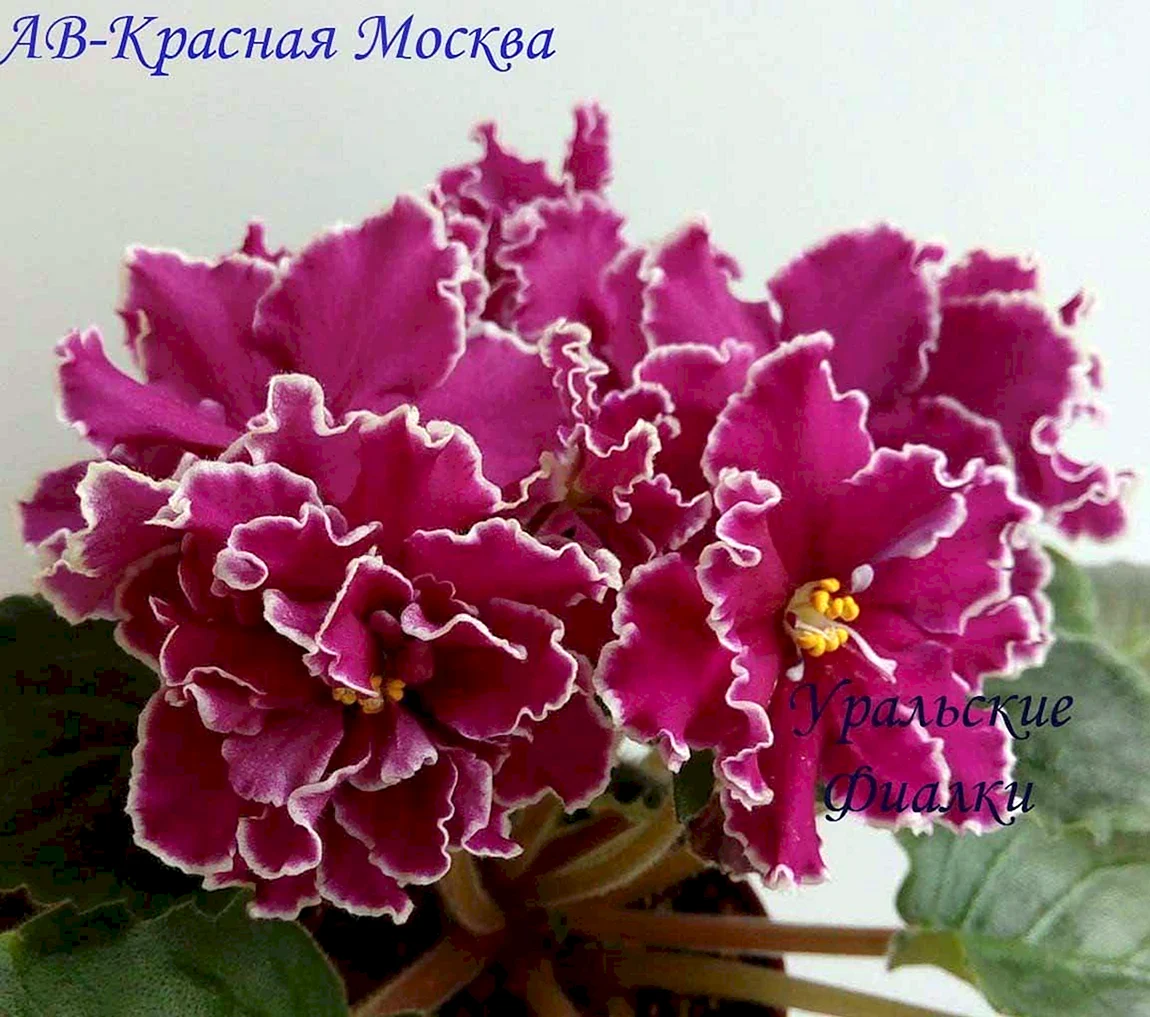 Фиалка красная Москва