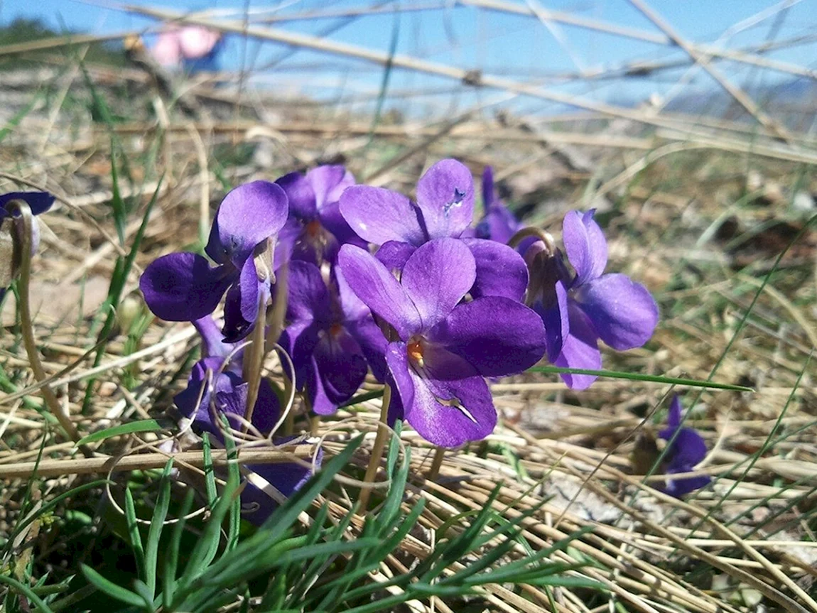 Фиалка Крымская