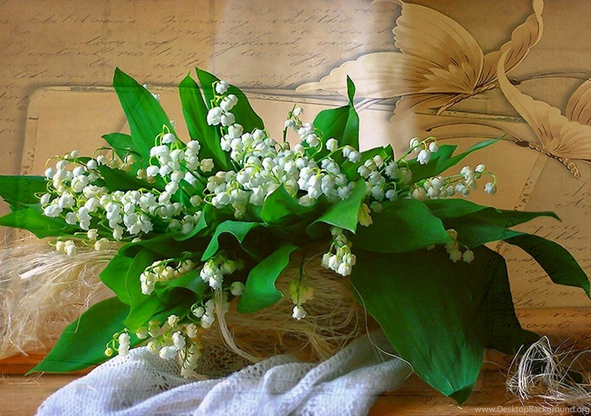 Фиалка Ле Ландыши