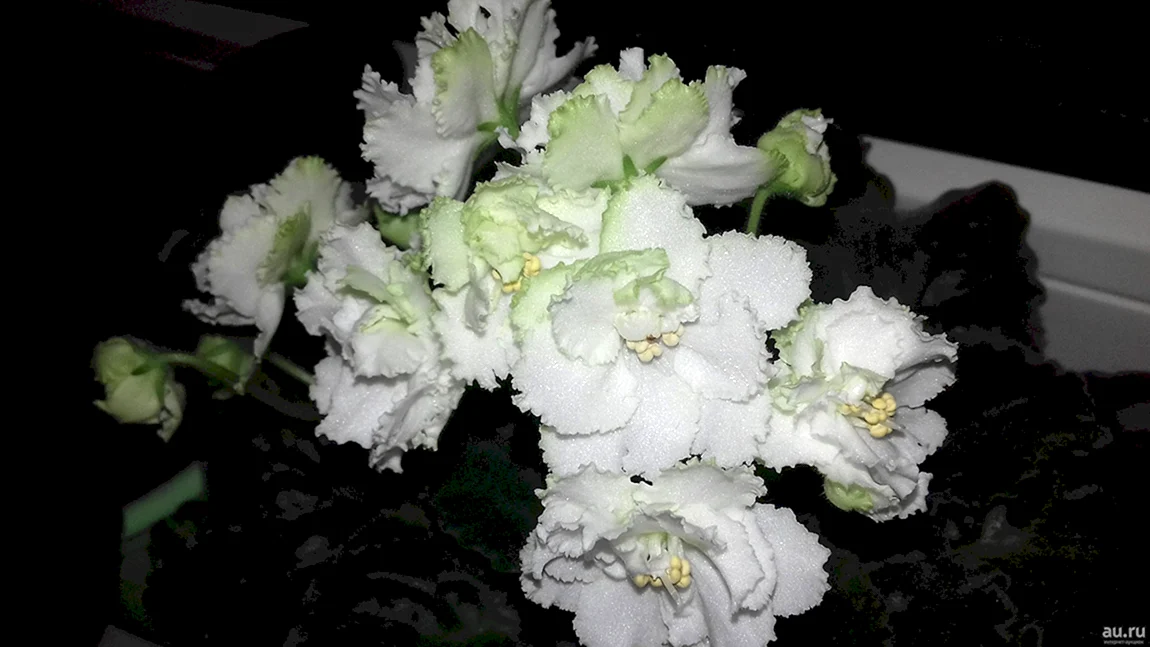 Фиалка лимонное суфле