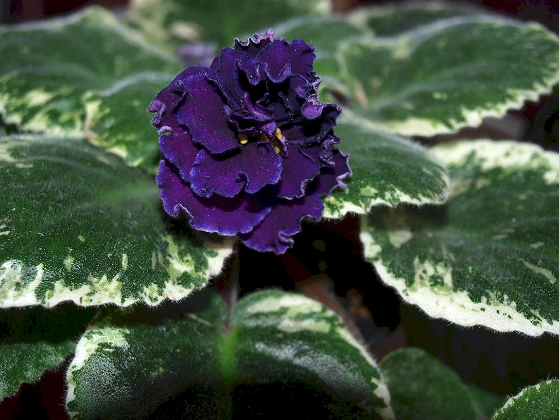 Фиалка mas Purple Poodle