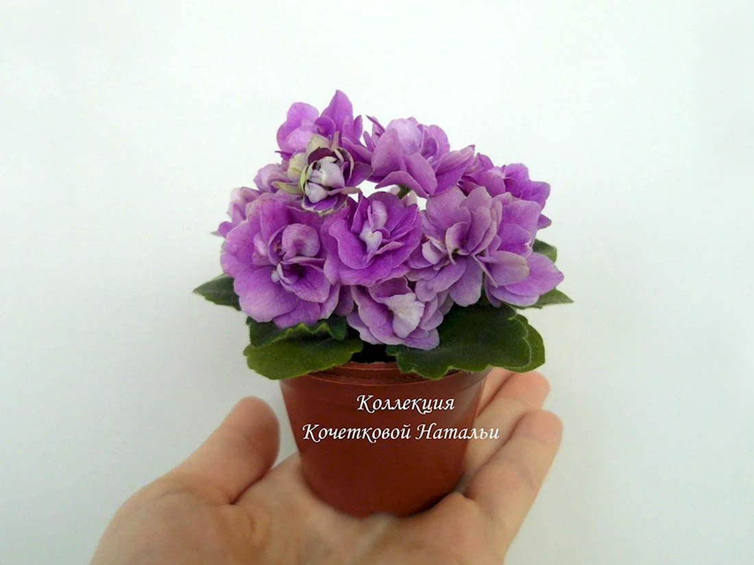 Фиалка Пепперминт герл