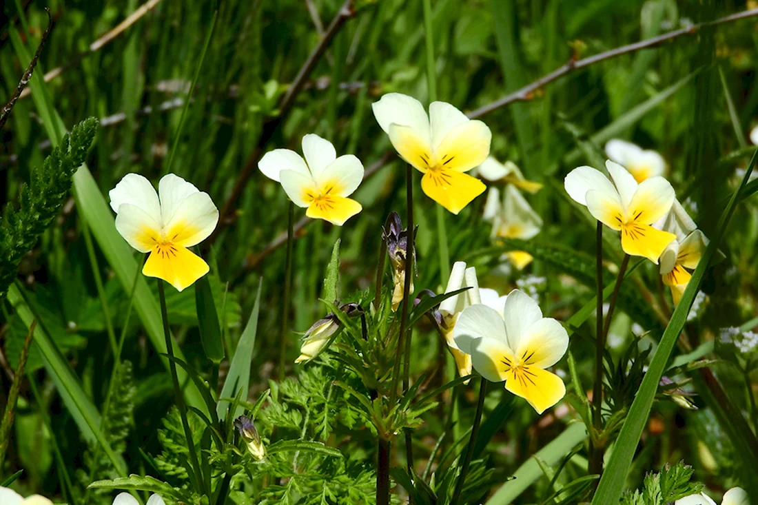 Фиалка Полевая Viola arvensis