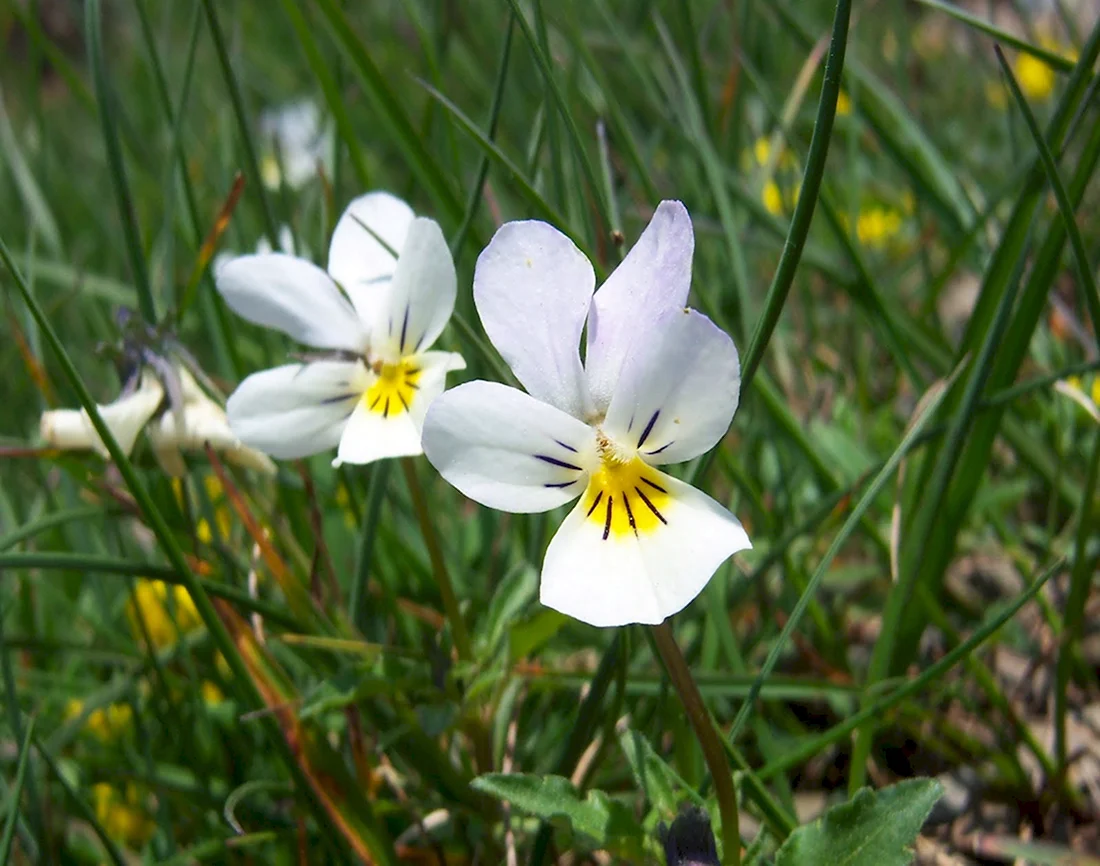 Фиалка Полевая Viola arvensis
