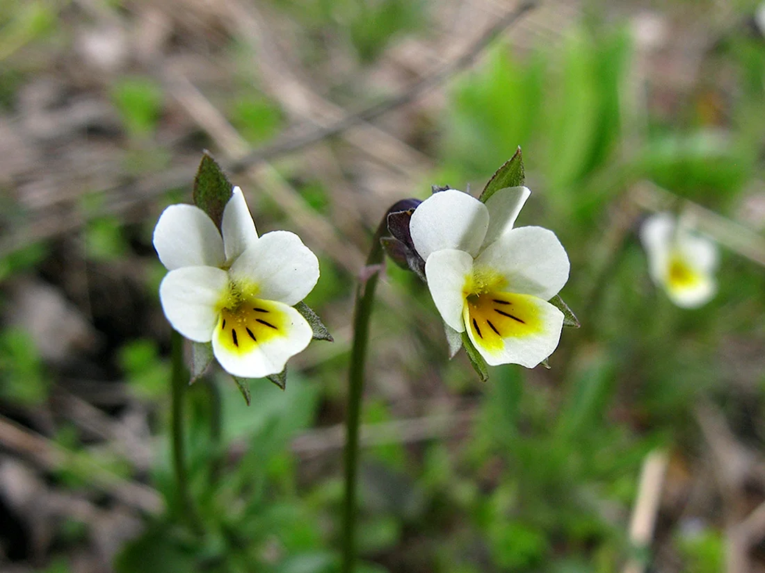 Фиалка Полевая Viola arvensis
