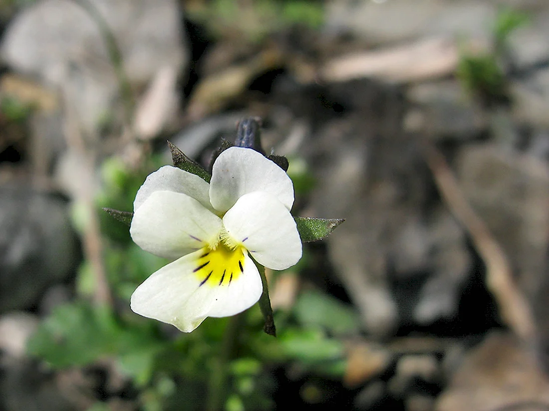 Фиалка Полевая Viola arvensis