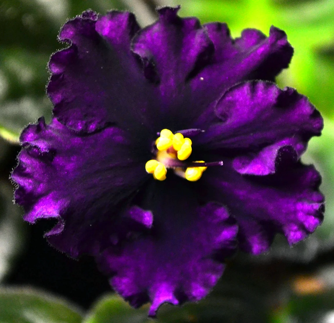 Фиалка Purple African Violet