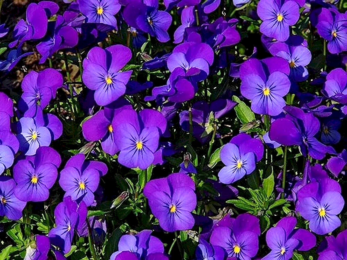 Фиалка рогатая Viola cornuta
