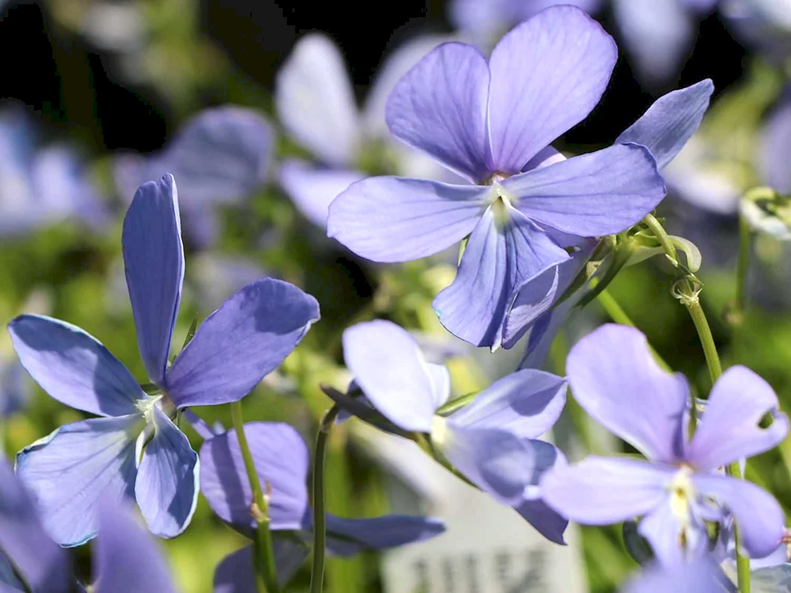 Фиалка рогатая Viola cornuta