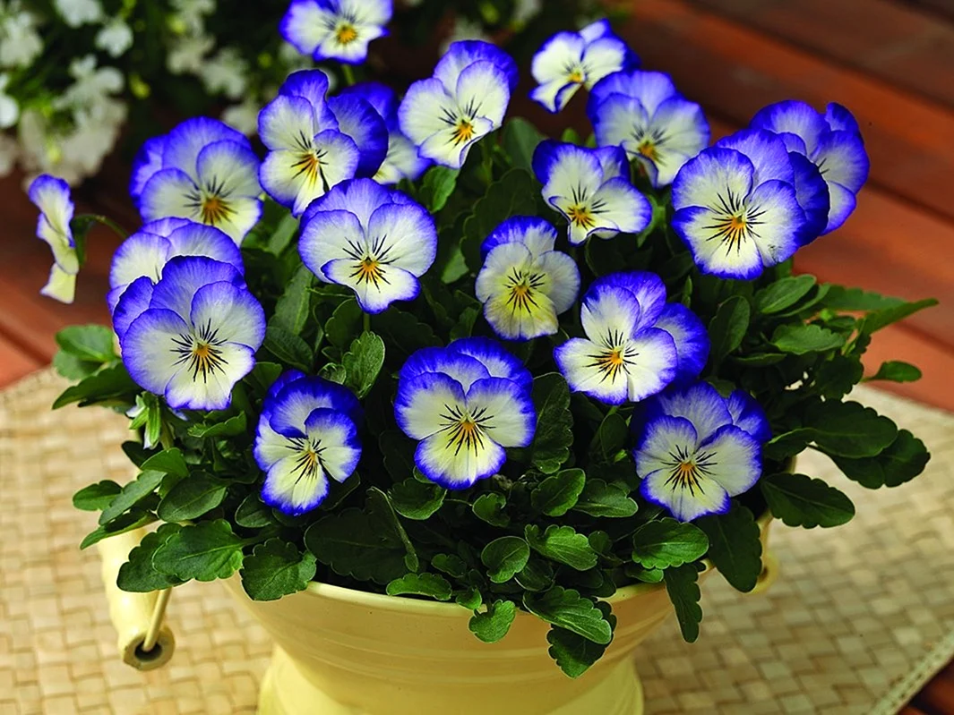 Фиалка рогатая Viola cornuta