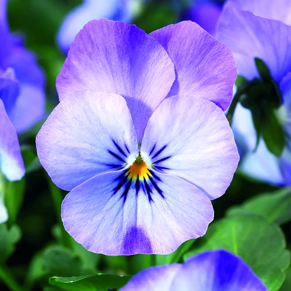 Фиалка рогатая Viola cornuta