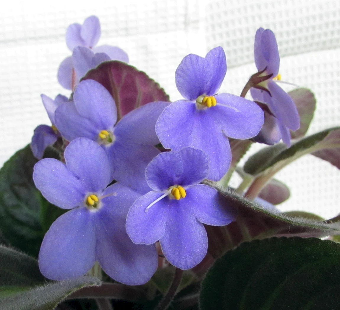 Фиалка rupicola