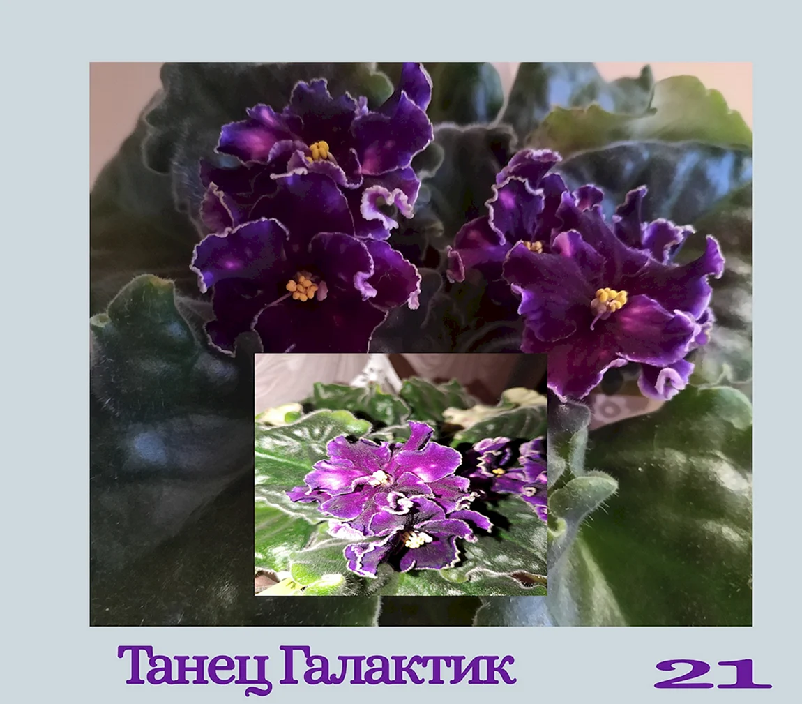 Фиалка танец галактик комнатный цветок