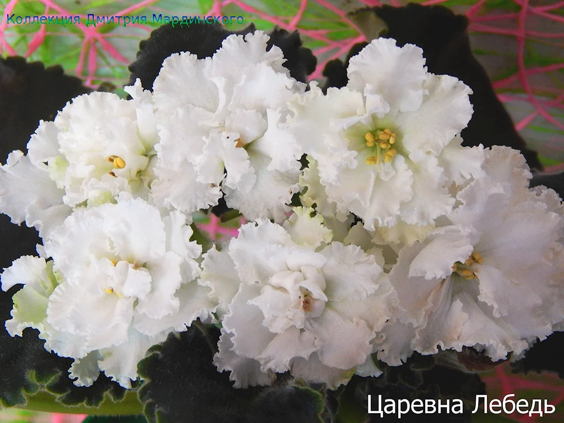 Фиалка Царевна лебедь Макуни