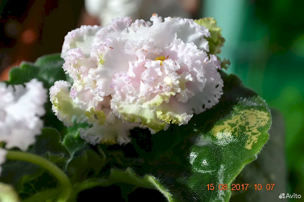 Фиалка зеленая роза