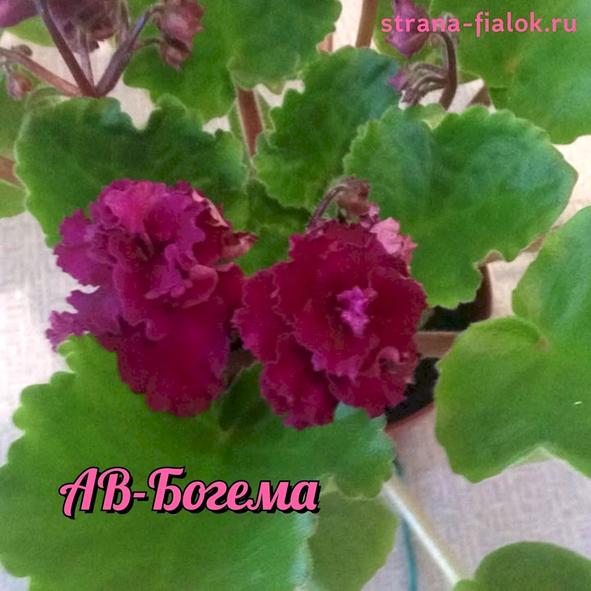 Фиалка Земфира фиалка Богема