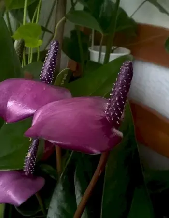 Фиорино цветок Антуриум