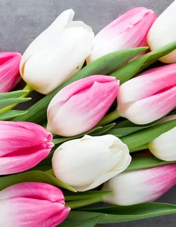 Фловерс Flowers цветы тюльпаны